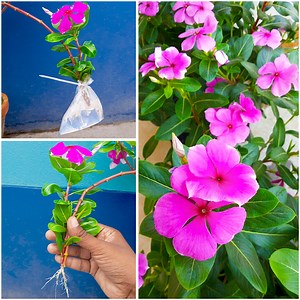 8.1K views · 48 reactions | Stem to plant at home || Tips & tricks for grow periwinkle flower plant at home | Dian Creative | Facebook