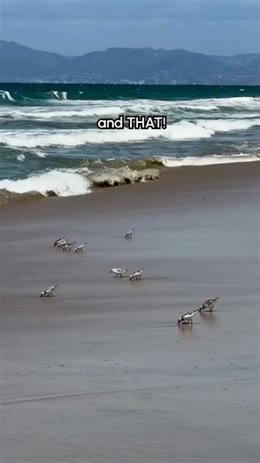 The little sea bird is back and this time he brought an army to take on those beach waves