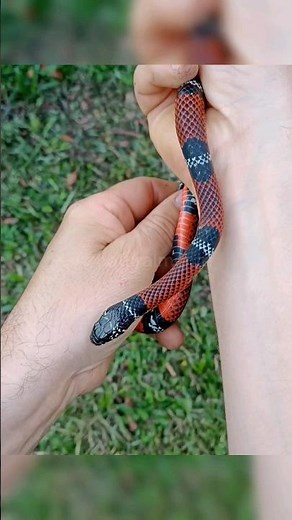 sabías esto de las culebras?! 🐍🐍 #culebras