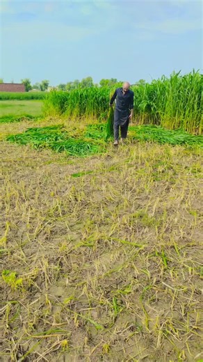 Heera Mistri on TikTok