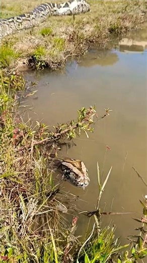 Python snake relaxing on the river bank