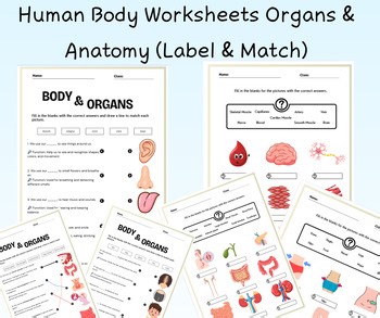 Human Body Worksheets Organs & Anatomy (Label & Match)