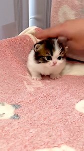 1.1M views · 26K reactions | Cute Cat #funnyvideo #turkishcat #cuteanimal #cute #cutecat #cats #funny #kitten #viralreels (1) | Baby Cat | Facebook