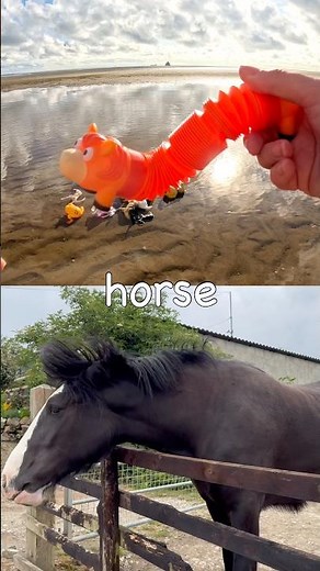 Learn at the Beach | Animal Names for Kids: Duck Antelope Hedgehog Cow Horse