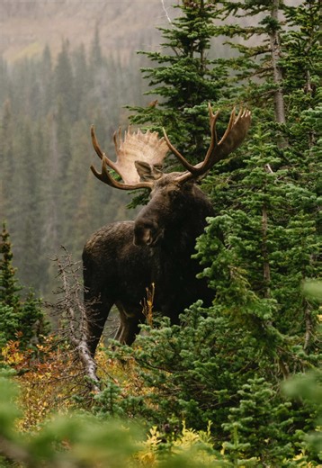 Exploring Glacier National Park's Stunning Wildlife