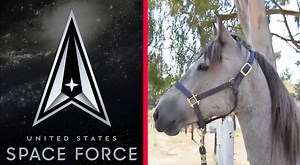 The Newest Addition To The Space Force Is....A Horse?