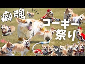 【神回】最速王は誰だ！？癖強コーギーだらけの大爆笑レース開催！！！【犬舎コーギー会】