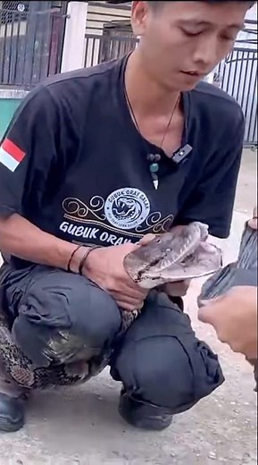 This man shows Teeth of a python #snake #python #pets #animals #sharp #teeth #bite #fyp #foryou