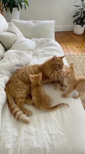 Cute Orange Kitten Overload! Too Adorable to Handle