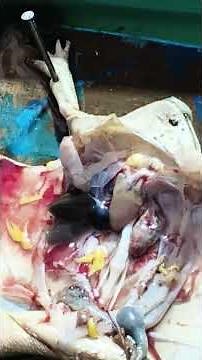 Part-2 Frog dissection