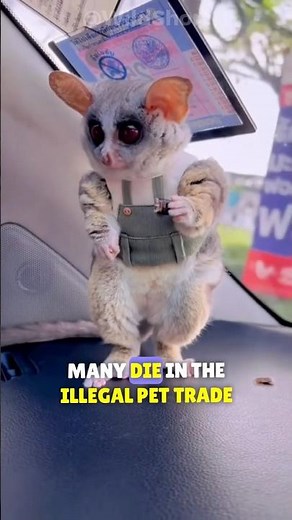 The Cutest Predator in the African Jungle! – Meet the Galago! 🐒💨