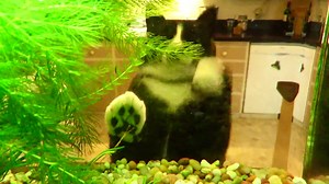 File:Cat reacting to a fish tank.webm - Wikimedia Commons