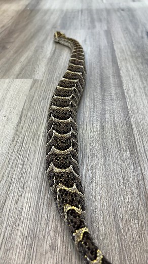 Waching Snakes Crawling Never Seezes to Amaze me 🐍👀😮 #snakes #animals #wildlife #reels