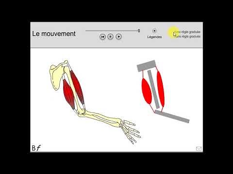 Animation sur le mouvement