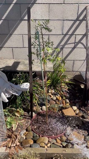 Neem tree ready to grow !