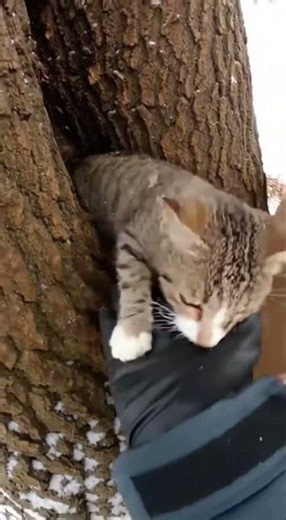 Cat under tree in snowy area rescued #cat #rescue #snow #help