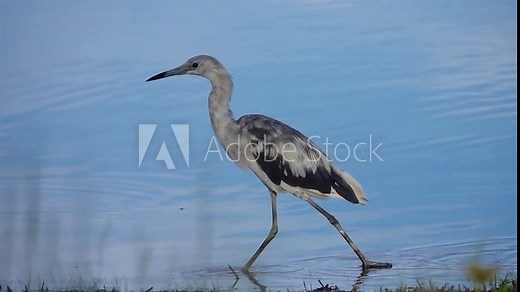 Immature Little Blue Heron strolling along in slow motion on the edge of a lake in Central Florida.