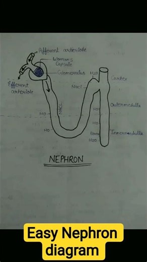 Easy Nephron diagram