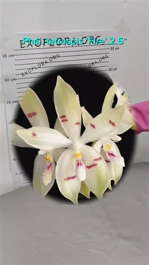 ExoFlora on Instagram: "Dobar dan, dragi kupci! ​Danas ćemo vam pokazati nekoliko primeraka Phal. Tetraspis 'Fire', koji se prodaju na ExoFlora. ​Ovo je jedinstvena sorta sa veoma neobičnim cvetanjem, koja će moći da ukrasi vašu kolekciju! ​Naručite na ExoFlora: https://exoflora.org/store/phal-tetraspis-fire-2-5/ #exoflora #orhideja #egzoticneorhideje #beograd #novisad"