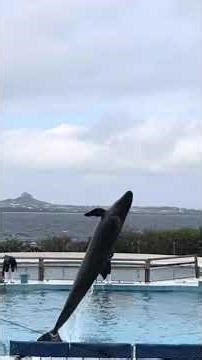 They say a dolphin’s smile brings good luck. Here’s some for you. 🐬