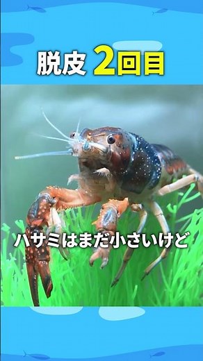 ㊗️1万再生！片腕ザリガニのキズが再生するまで #ザリガニ #脱皮 #crayfish