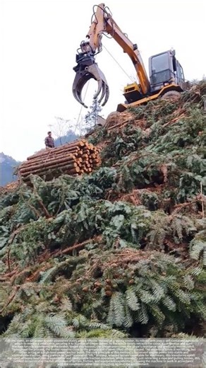 No crane needed: Winches haul the timber up the mountain