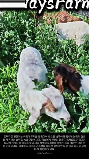 염소 급여와 제초를 동시에 해결하는 이동식 방목 과정#farming #farmlife #livestock #goat #grazing
