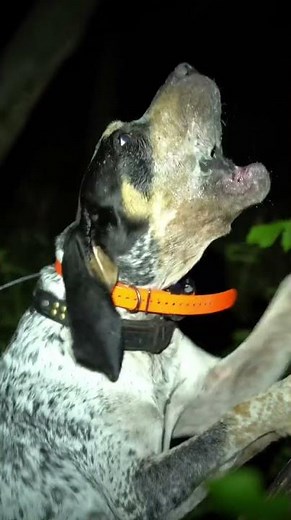 Bluetick coonhound Treed Gr Nitech Rock Creek Country Club