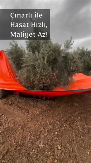 ATAK HASAT MAKİNASI Çınarlı Makine'nin üretmiş olduğu Atak Hasat Makinası, yenilikçi özelliklere sahip vibrasyonlu özelliği sayesinde zeytin hasadını pratik ve ekonomik hale getiren bir makinadır. Özellikle zeytinin toplanması için tasarlanıp üretilmiş olsa da makinanın çok yönlülüğü onu badem, ceviz, antepfıstığı, endüstriyel kayısı, vişne, erik gibi ürünlerin hasadı için de oldukça verimli hale getirir. Traktöre bir ön yükleyici gibi bağlanan atak hasat makinası traktör şoförünün traktör üzeri