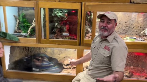 Our Sweetest and Most Beautiful Reticulated Python meets Brooke