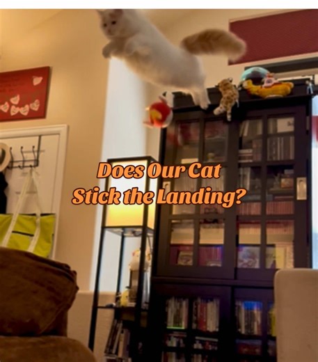 Does Our Cat Stick the Landing While Climbing?
