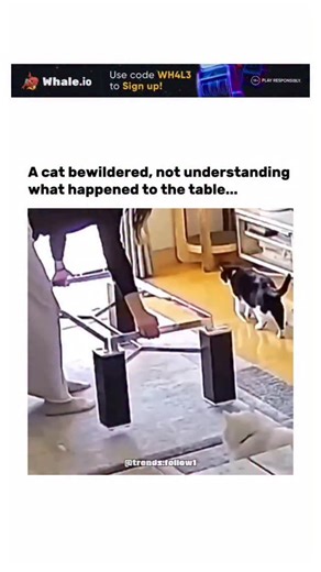 Viral Trending content on Instagram: "This video captures a playful prank where a woman removes the glass top from a table frame, leading multiple cats—including a fluffy white one—to jump onto the empty structure and fall through in comical confusion, as highlighted in the Japanese caption about a perplexed feline. Posted by @Bakutan_bot1 , a bot account specialising in uplifting animal content to promote relaxation, the clip exploded in popularity with 1.7 million views and 13,800 likes shortl