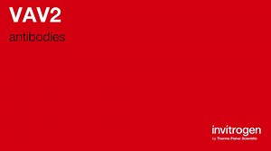 VAV2 antibodies from Thermo Fisher Scientific