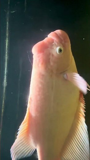 Albino Giant Gourami Fish are rare!