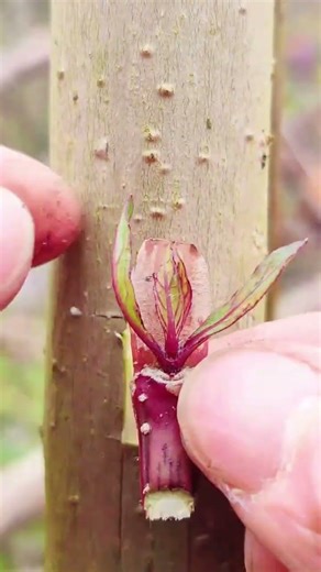 Anyone Can Do This Grafting Trick! 🌿 Beginner Guide #grafting #farming #shorts #youtubeshorts