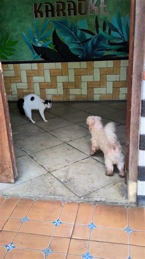 perro y gata! en grand desa resort de Cimaja, Sukabumi, Java, Indonesia.