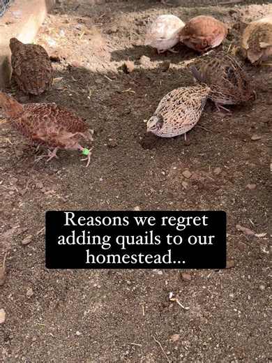 Things to Consider Before Getting Quail