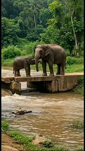 Elephant catches fish with water from bridge #viral #elephent | Animals video