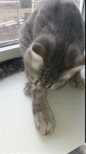 my cat #edit #cat #cats #рекомендации #врек #врекомендации