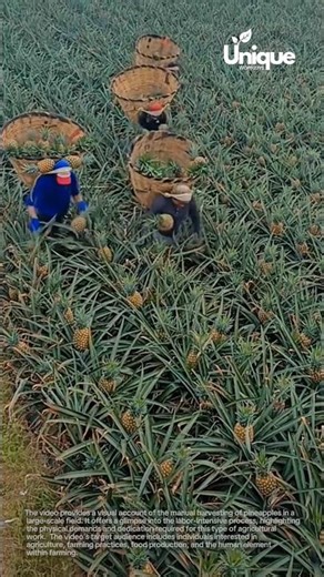 Manual pineapple harvesting: a glimpse into pineapple farming