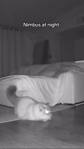 Nimbus the Siberian Cat Videos