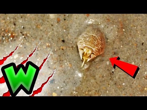 What Lives Under the Sand at the Beach? | Can I Catch It?