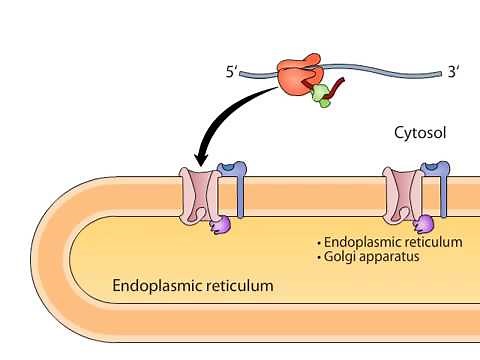 cotranslational targeting of secretory proteins to ER