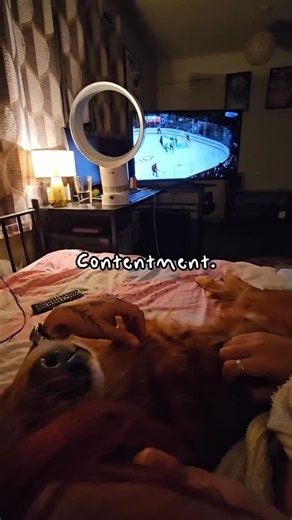 Honey. Hockey. Homely. I've had a pretty tough couple months... but this is the shit that makes it all worth it. For those of you who aren't aware: Honey isn't currently living with me on a permanent basis. You can find out more about why by checking out the podcast episode titled "Why my dog no longer lives with me" (The Brutally Honest Dog Podcast is available on YouTube, Spotify and Apple Podcasts. Link in bio!) But this isn't a post to discuss that. Instead, this is a post to show my appreci