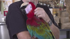 7 abused parrots sent to Iowa Parrot Rescue