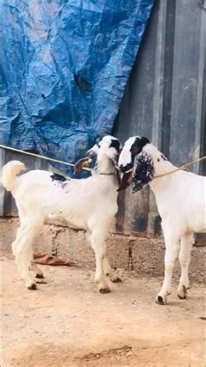 2 ക്രോസ്ബ്രീഡ് ആട്ടിൻ കുട്ടികൾ M/F contact.9605134685