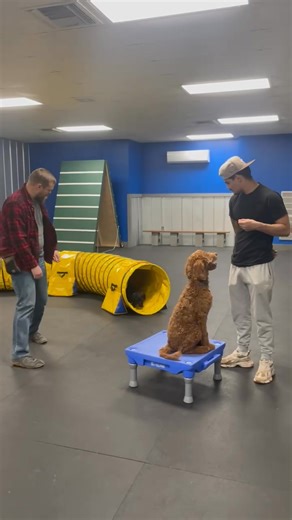 Great job running the obstacle course Benny Blue! | Fido's World