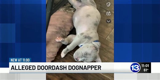 DoorDash driver allegedly takes puppy after delivering food