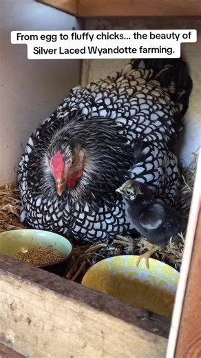 The amazing journey of the Silver Laced Wyandotte chicken. A dedicated mother hen carefully incubated her eggs, followed by healthy chicks exploring the farm and learning their first steps in life. This breed is known for its beautiful silver-laced feathers, calm temperament, and strong mothering instincts, making it one of the most admired heritage chickens in poultry farming. Watching nature at work is always fascinating. From the patience of the hen on the eggs to the curiosity of the chicks 