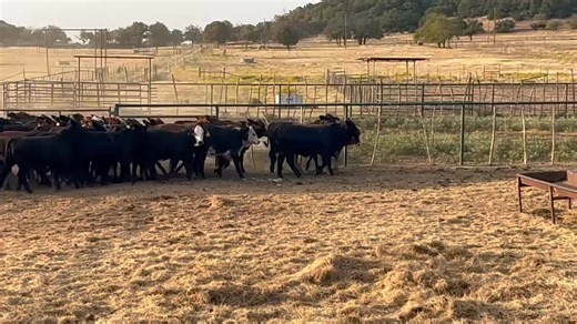 Selling Sunday October 26th in the Cattleman's Brenham Livestock Special Replacement Female and Bull Sale. 40 Open Heifers Bidding online and in person at DV Auctions! Come see us! | Cattleman's Brenham Livestock